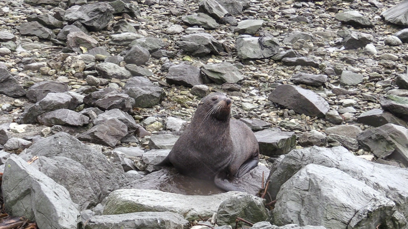 Day_18_Kaikoura2 (7 of 12)