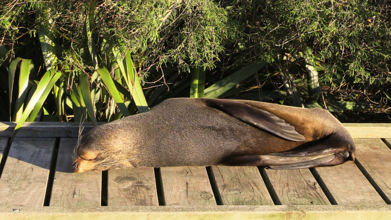 Day_19_Kaikoura2Christchurch (3 of 31)
