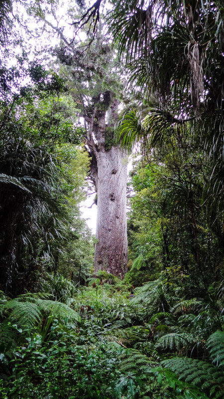 Day_9_KauriCoast (3 of 7)