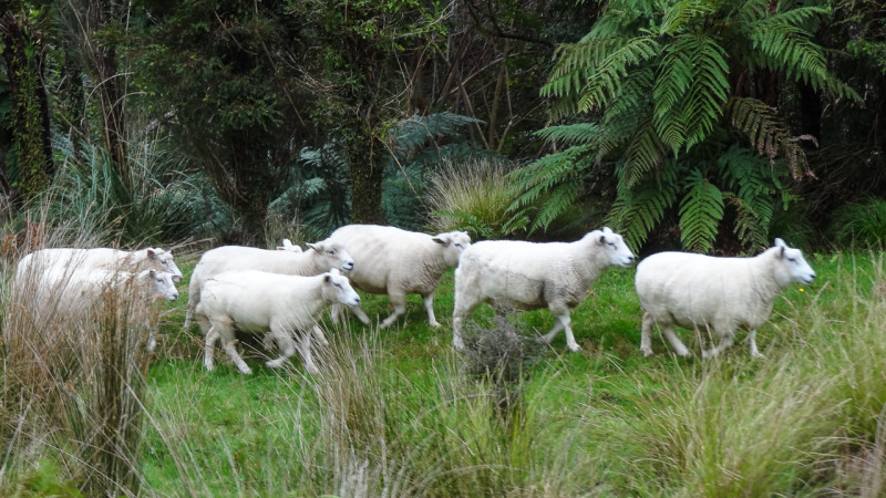 Day_20_Punakaiki II (6 of 16)
