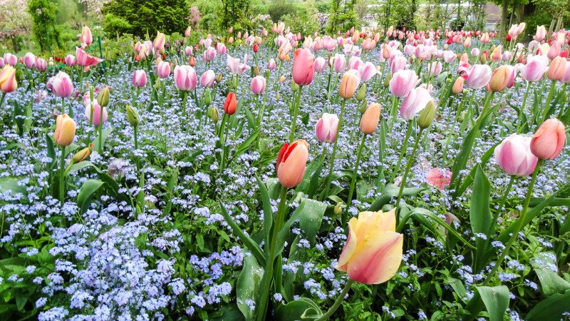 Giverny-Rouen (16 of 32)