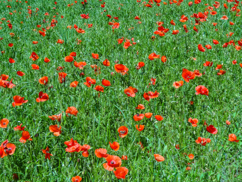 Sarlat-Domme-Commarque (29 of 32)