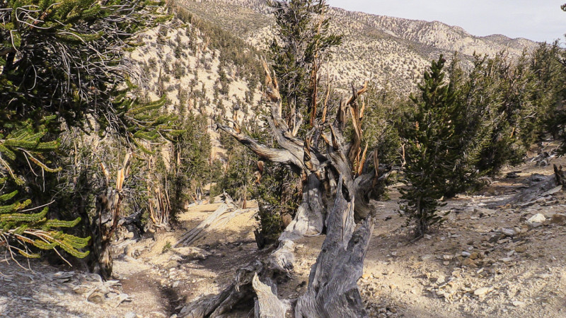 Bristlecone (6 of 17)