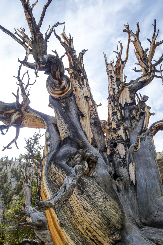 Bristlecone (9 of 17)
